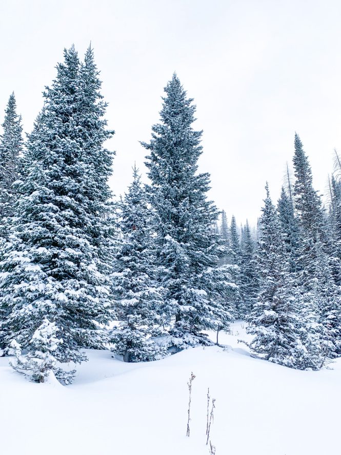 winter pine tree covered in snow in the snowy utah countryside