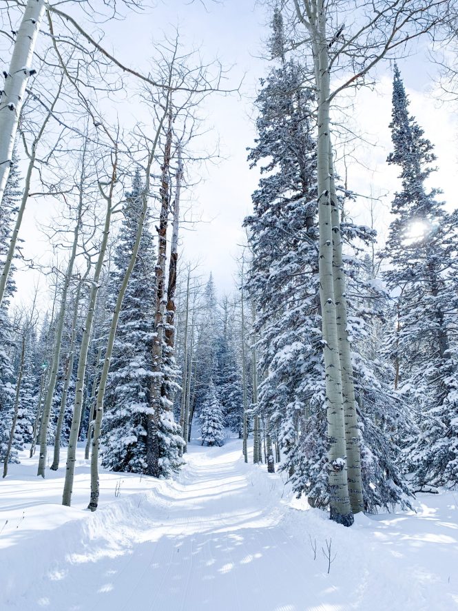 winter pine tree forest covered in snow with a blue tint in snowy utah